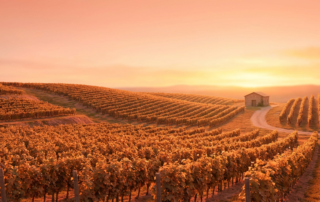 golden vineyard rows stretching into the sunset, highlighting sustainable wine sourcing practices.