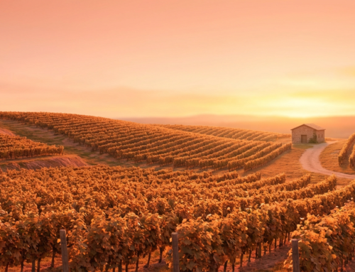 April Earth Day Sustainable Wine Sourcing Guidelines