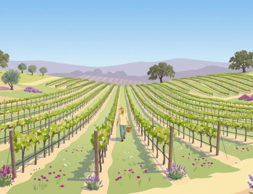 Earth Day Organic Wine Certification Benefits for Restaurants