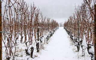 winter vineyard rows covered in snow, showcasing grape dormancy.