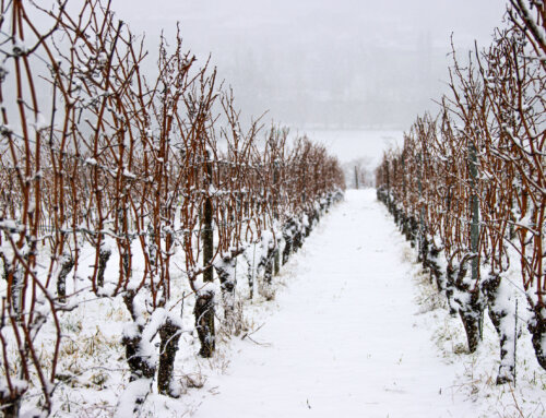 How Winter Grape Dormancy Influences Next Season’s Vintage Quality