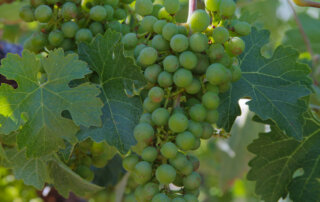 young green california wine grapes on the vine with broad green leaves