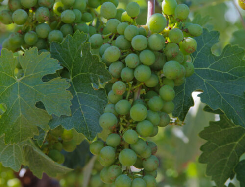 March Compliance Updates for California Wine Grape Growers
