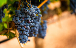 ripe blue premium wine grapes hanging in a vineyard.