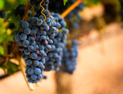 March Fertilization Programs for Premium Wine Grapes