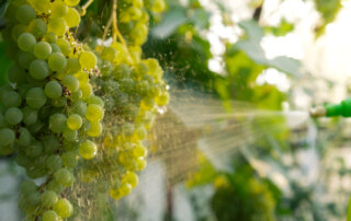 spraying insecticide on green grapes for march pest management.