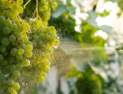 March Pest Management Protocol for Healthy Vines
