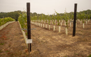 rows of new pinot noir grapevines in a vineyard with vine protectors in march.