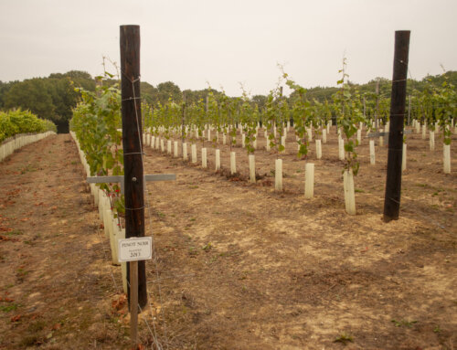 March Planting Windows for New Vineyard Development