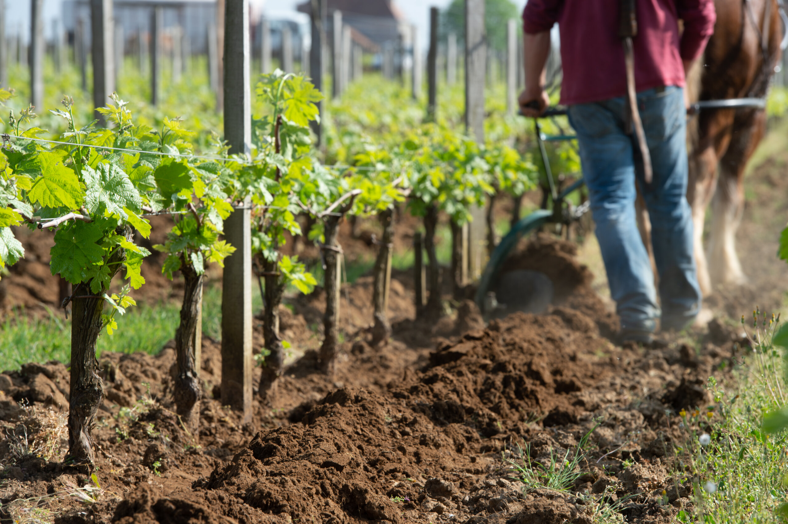 man and horse plowing vineyard soil for optimal spring growth