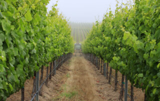 vineyard rows with tractor, lush spring grapevines, cover crop management