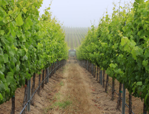 Sustainable Cover Crop Management During Spring Transition