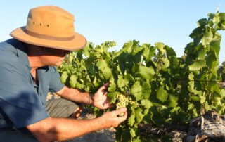 viticulturist in hat inspecting young green grapes on a vine at temecula vineyard