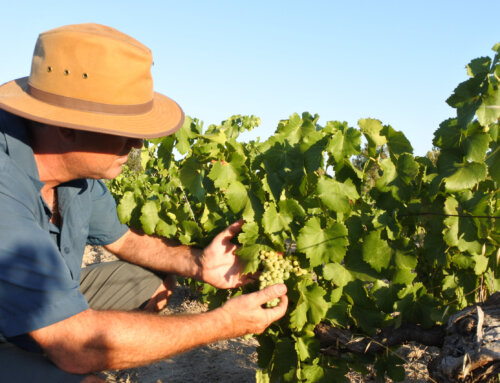 Sustainable Vineyard Practices That Define Modern Temecula Wineries