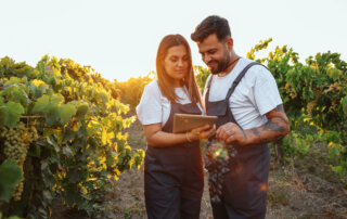 two vineyard workers reviewing harvest data on tablet, holding grapes at sunset