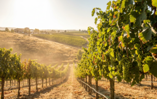 rows of green grapevines with dusty ground, ideal for june canopy management.