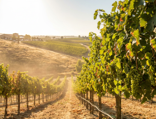 June Vineyard Canopy Management Techniques for Summer Heat