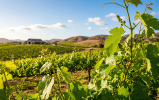 vibrant vineyard in may with developing grape clusters, green leaves, and distant hills and barn.