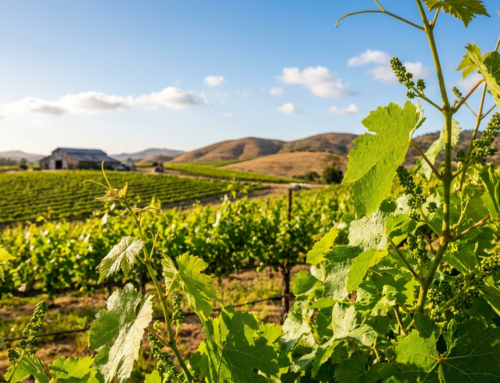 May Weather Impact on Current Vintage Grape Development